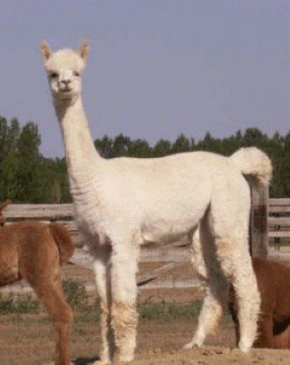 Alpaca For Sale - Georgia Peach's Louise at Colorado Dreams Alpacas